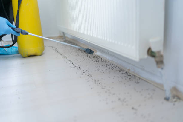 Best Wasp Removal Services  in Belfair, WA