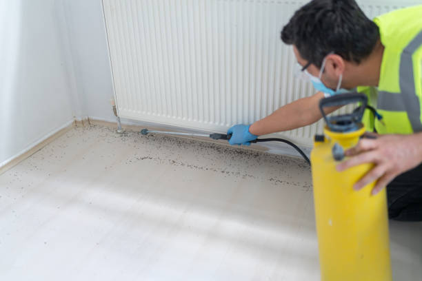 Best Local Pest Control Services  in Belfair, WA