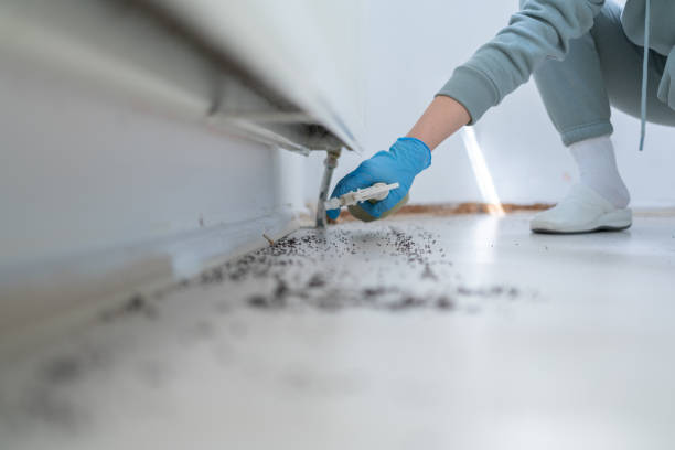Best Rat Extermination Near Me  in Belfair, WA